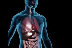 Пищеварительная система органов: функции и строение