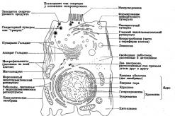 Клеточные органоиды: их строение и функции