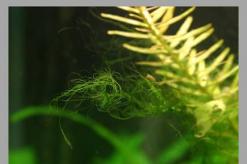 Реферат: Описание видов многоклеточных зелёных водорослей