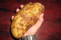 Potato yield