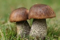 Cap mushrooms: structure, functions, examples