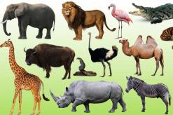 How are animals different from mammals?