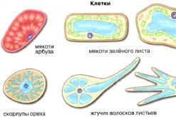 Introduction to the structure of a cell