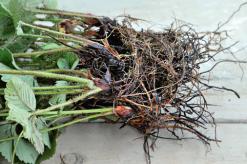 Caring for perennials: how it depends on the root system