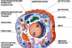 Human anatomy.  Cell structure
