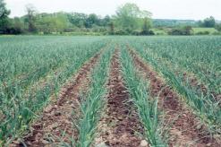 Growing garlic in open ground as a business