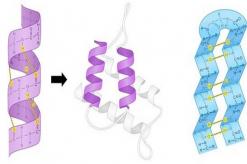 Disturbance of protein tertiary structure