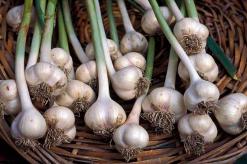 What is the yield of garlic from 1 hectare and 1 hundred square meters?