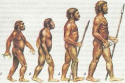 Main stages of human evolution