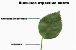 Leaf arrangement (location of leaves on the stem)