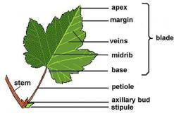 Features of leaf structure