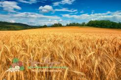 Wheat: composition, properties, benefits and harms to the body, varieties and storage of cereals
