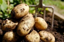 What is the potato yield from 1 hectare of land?