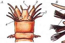 External and internal structure of annelids
