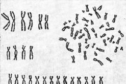 Строение и функции хромосом