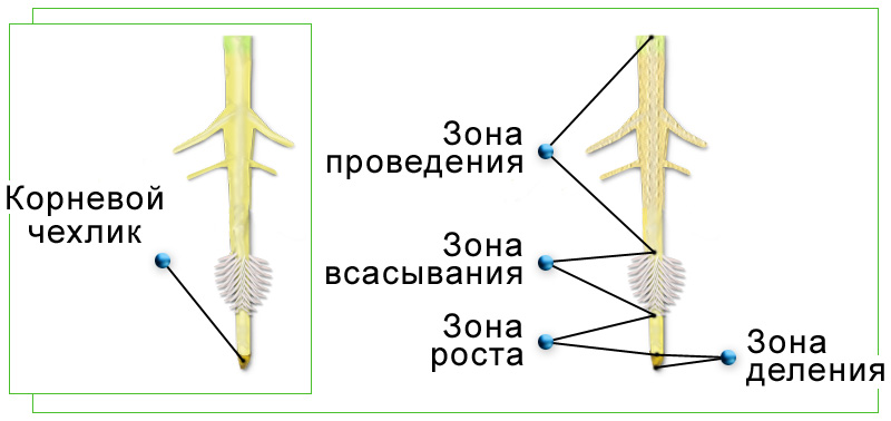 Строение корня рисунок биология 6 класс рисунок