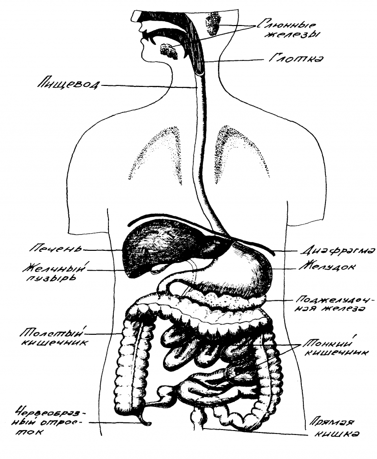 Органы пд. Пищеварительная система человека схема. Пищеварительная система анатомия схема. Система пищеварения схема. Строение пищеварительной системы человека рис.